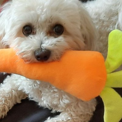 vividstuff's profile picture. 🇪🇺 🇬🇧  UX designer 🧡 books, bars, big skies & beaches. Nature friendly. Owned by a bichon. Tactical voting works! #ToryWipeout2024