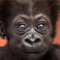 Yo (@rocagil1973) 's Twitter Profile