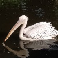 ニラレバ (@_k___0o) 's Twitter Profile