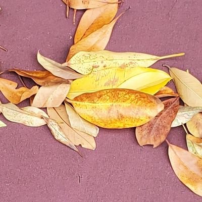 webspider22's profile picture. 