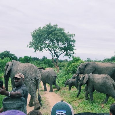 Interested in researching and studying illegal game hunting in the African Bush for Senior Seminar!