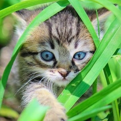 DeniseCarsten14's profile picture. ELOHIM🕊 Love Nature ,LOVE Animals Kind , Love reading.