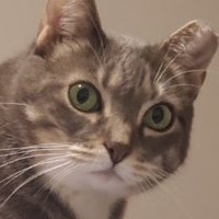 xCanadensis (@xcanadensis) 's Twitter Profile