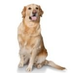 DealsHacksUSA's profile picture.