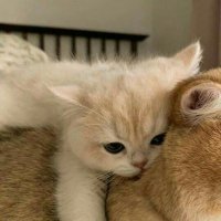 leya. (@cwigarets) 's Twitter Profile