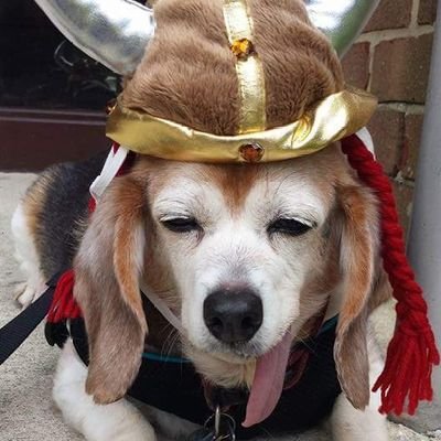 Hi!! I was a 14 year old beagle who was abandoned and found near death in a snow ditch back. I was adopted in 2010 and lived a great life till I passed in 2017.