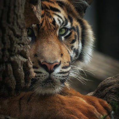 RavbarAdam's profile picture. Inovator (modni motoristični dodatek - moderček, ki skrbi za zaščito pred mrazom vitalnega dela )
Pisatelj neizdanih del - Vodnik po sex placih 1, 2 del