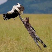 Online Bursar💰💵💷⚖️ (@boyscoat) 's Twitter Profile