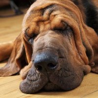 Shawdog (@savedshawdog) 's Twitter Profile