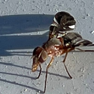 ceFeliz101's profile picture. 