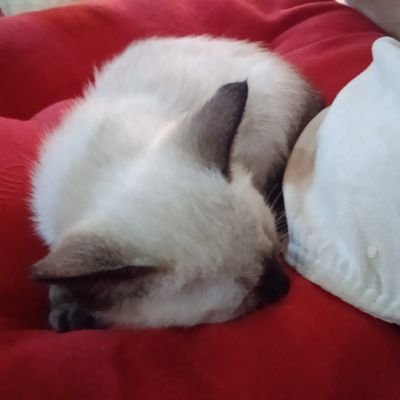 Fakerthemenace's profile picture. No/Minors | im a girl who is horny most of the time in the internet, but I still like having fun lol | you can call me Ama :3 | talk to me about anything lol