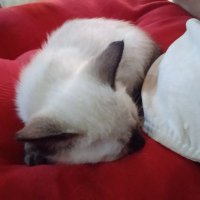 Amafaker (@fakerthemenace) 's Twitter Profile