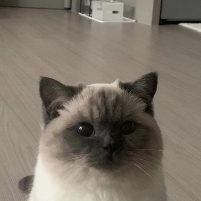 fireflei2's profile picture. abandoned (active?) mcyt acc || happytwt (+ other dsmp members) still active on: @fireflei