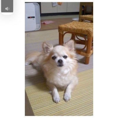 bushi66167602's profile picture. 