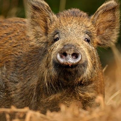 arctocephalusiw's profile picture. 