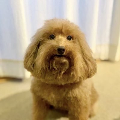 Bonchyさんのプロフィール画像