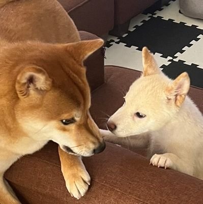 《ムギテツ》 赤柴犬 男の子 2021年8月29日生まれ 🎂 イタズラ大好き

《ワタマル》 白柴犬 男の子 2022年6月11日生まれ 🎂 ヤンチャ過ぎ

 奈良県在住　無言フォロー失礼しますm(_ _)m