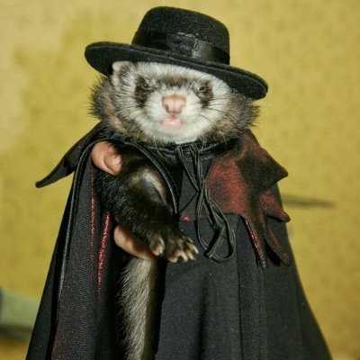 FujoshiFerret Profile Picture