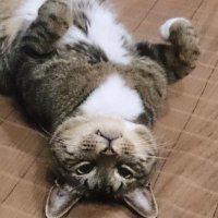 🐕ニャーズ🐈 (@workplan_hikone) Twitter profile photo