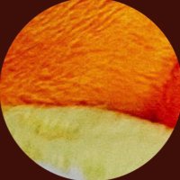 ギ (@ideaofideaof) 's Twitter Profile Photo