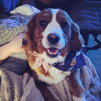 Blue38Boston's profile picture. it’s me. Hi. I’m the problem it’s me. Proud Cancer and Brain Aneurysm Survivor ❤️