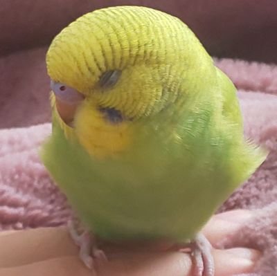 鳥を眺めてポンちゃんの写真を載せる垢