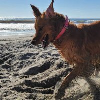 k9doc (@amelda3) 's Twitter Profile