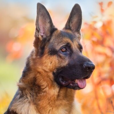 ❤Welcome to🐶#GermanShepherd lover Community ❤
🐶 If you Love Dog 💕 🐶
💕 please follow me 💕
See Beautiful photos and videos❤️