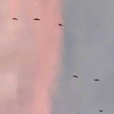 Geckoolia's profile picture. 