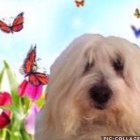Oscar the Dog #ONEFORALL (@oscarthedog_arm) 's Twitter Profile