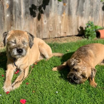 I am Onion and this is my little half sisfur Apple. we is border terriers. we were both born at Cidermill farm near Gatwick. We love sleeping and scrounging.
