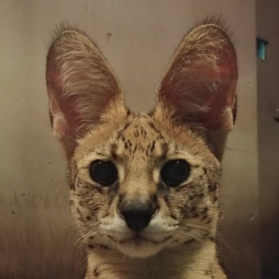 _SuRoot_'s profile picture. ふぁぼ&RT魔 NSFW絵RT注意 うるさかったらRTオフ推奨
ガジェット/自作PC/BOINC/地震監視&配信/アズレン/ブルアカ 宿屋天狐/
フォロー上限到達につきリムするかも/新規フォローに時間がかかるかも
地震垢→@_SuRooot_ こっちにいるかも↓