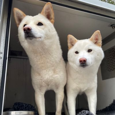 GOODEST GIRLS & BESTEST BOIS of Sweden 🇸🇪 🐾 🐶 • Shiba Inus • Jämthund x Treeingwalker Coonhound • Dachshund • Jämthund •