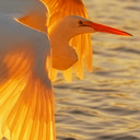 Sharon Karnes - @maranathajoy - Twitter