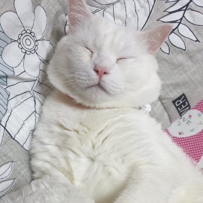 Cha-Lam²¼(ˉ﹃ˉ) 21Cats🐱‍👤さんのプロフィール画像
