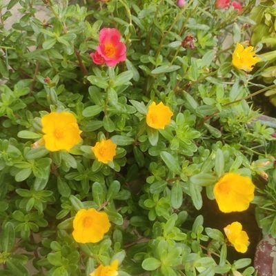 mohdahsim's profile picture. #bitcoin