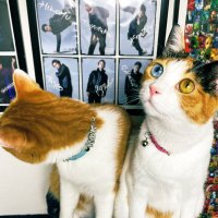 らくや (@rakuya16bcd) 's Twitter Profile Photo らくや (@rakuya16bcd) 's Twitter Profile Photo