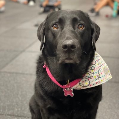 Oakley10037518's profile picture. I am a facility dog who spends her days in schools with amazing students.