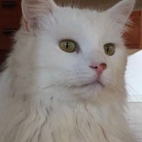 Roberto (@capricorne_o) 's Twitter Profile Photo