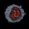 JnmLab's profile picture. Tumor Microenvironment and Targeted Therapies Group 
focused on Translational research & Nanomedicine
#CIBB @UnivdeCoimbra @cnc_uc