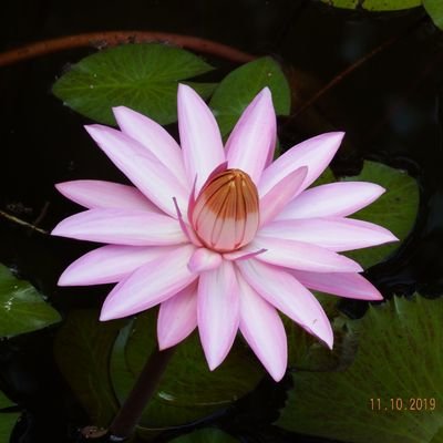 cs_menon1's profile picture. 