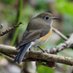 Dundee Birding (stonefaction) (@sfbirding) Twitter profile photo Dundee Birding (stonefaction) (@sfbirding) Twitter profile photo