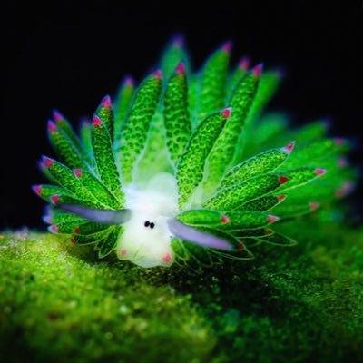 goodraidcance's profile picture. Mah