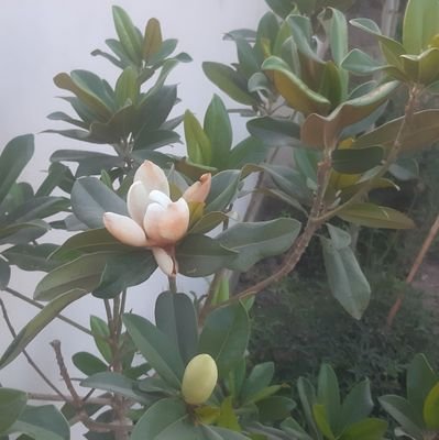 Hasan607737871's profile picture. 