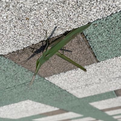 mtdesuwayo's profile picture. テキトーにつくったKIT大学垢？🥁🔰 大学⑥