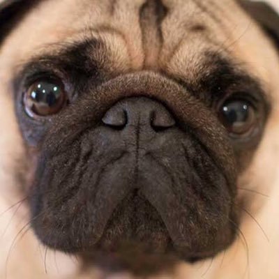 utahasubarashi's profile picture. 