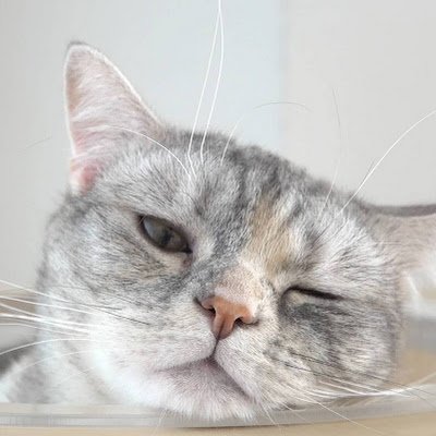 _luna_ciel_'s profile picture. 