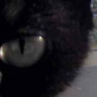 💙🌻 Impatient Black 🐈‍⬛ X-1 💙🌻(@ImpatientCatX1) 's Twitter Profile Photo