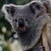 Kwassie Koala (@kwassiekoala) Twitter profile photo Kwassie Koala (@kwassiekoala) Twitter profile photo