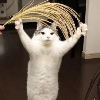 1coin_clear's profile picture. ううまま
うままう
うまう
うままう